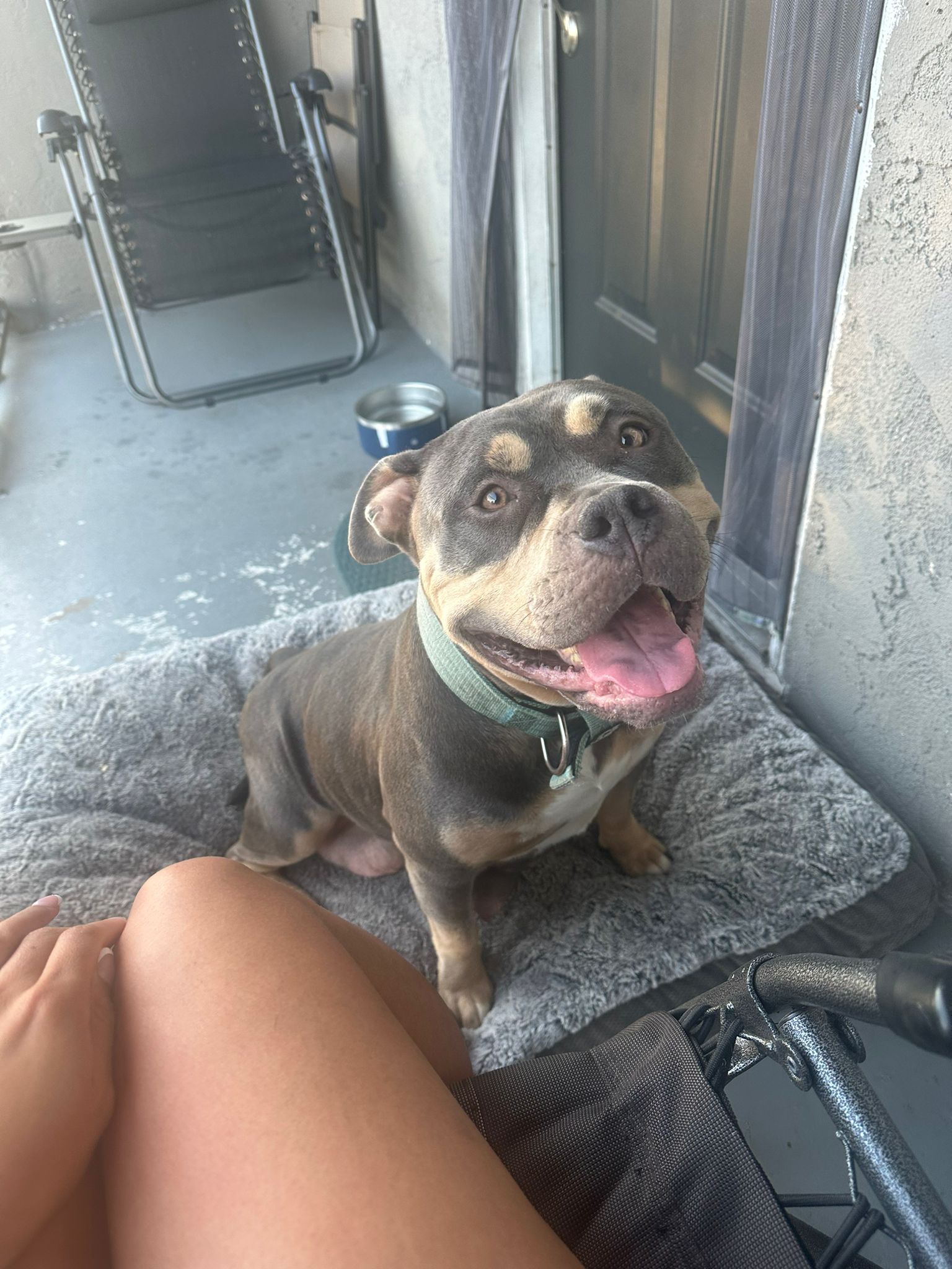 Kali, a Adoptable mixed breed image 5/6