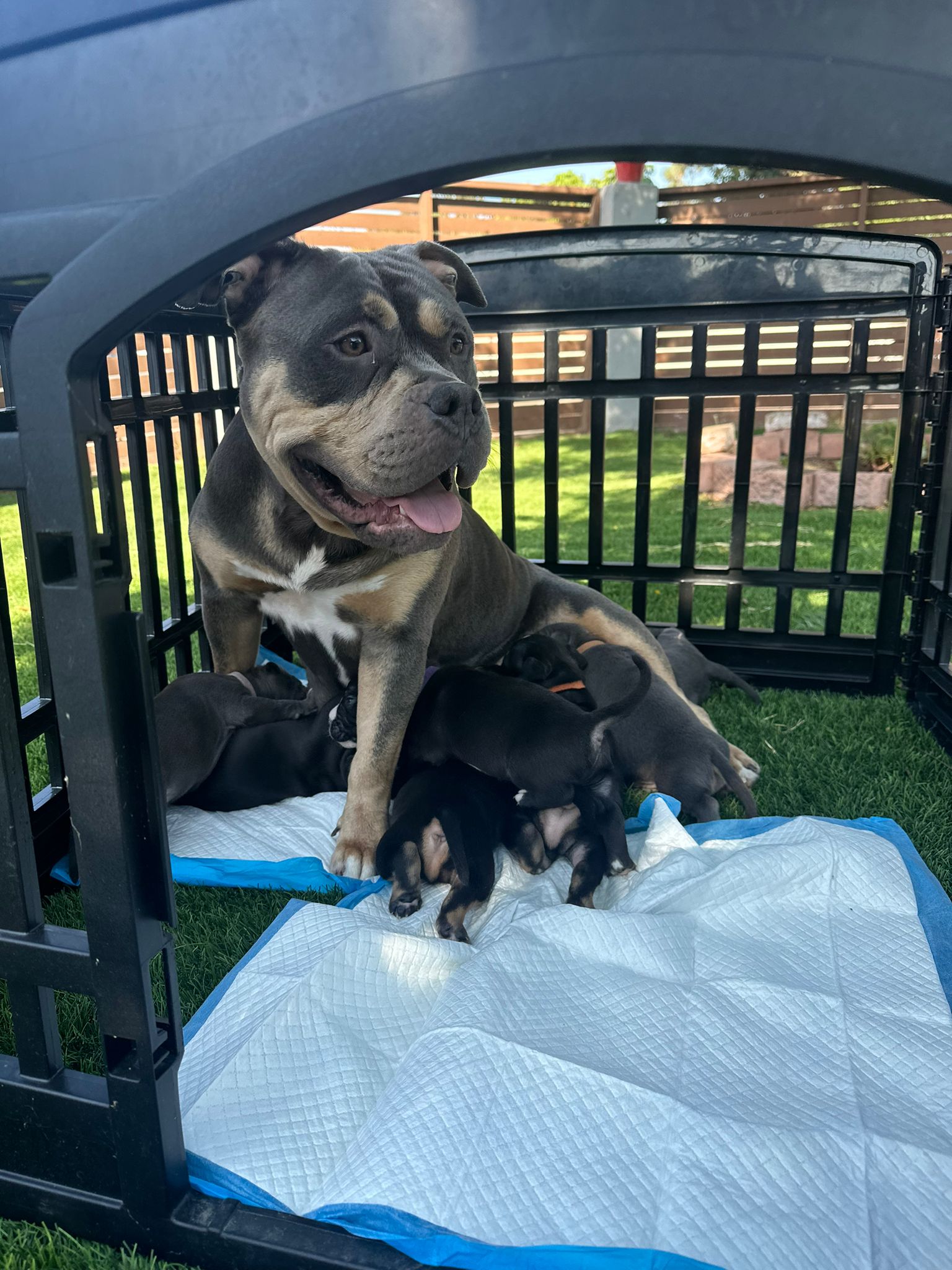 Kali, a Adoptable mixed breed image 2/6