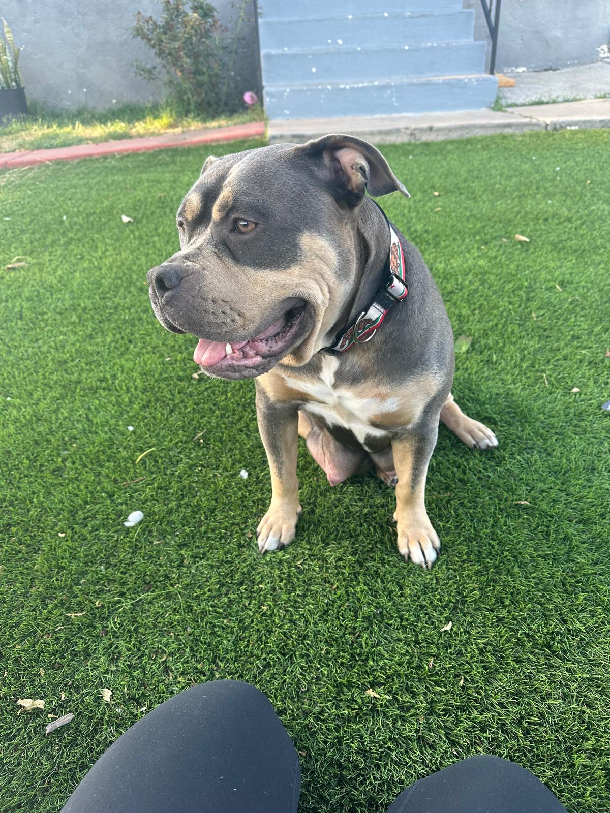 Kali, Adoptable, Adult Female Pit Bull Terrier.