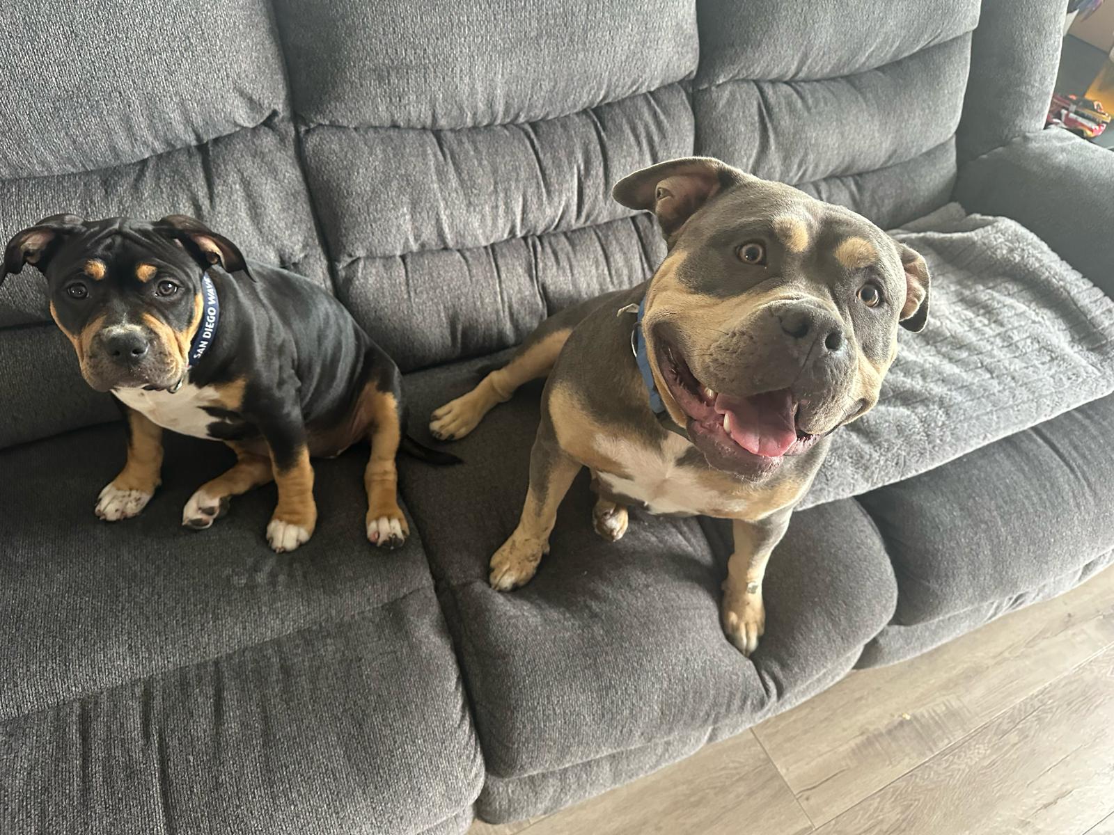 Kali, a Adoptable mixed breed image 3/6