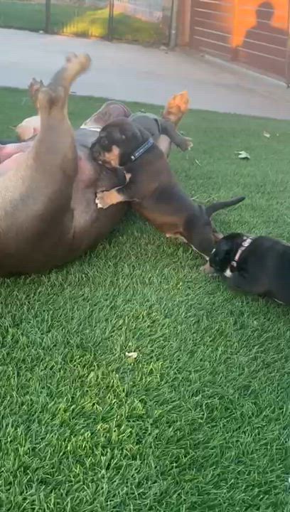 Enlarge Kali, a Adoptable mixed breed video 6/6