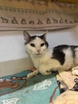 Enlarge June (bonded w/ May), a Adoptable Domestic Short Hair in Reisterstown, MD image 2/2