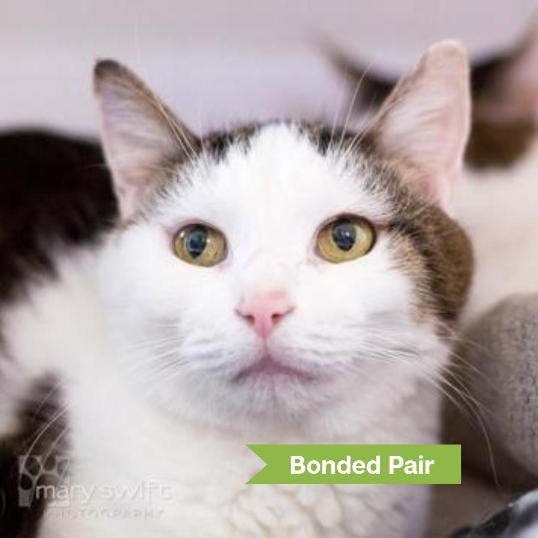 Enlarge June (bonded w/ May), a Adoptable Domestic Short Hair in Reisterstown, MD image 1/2