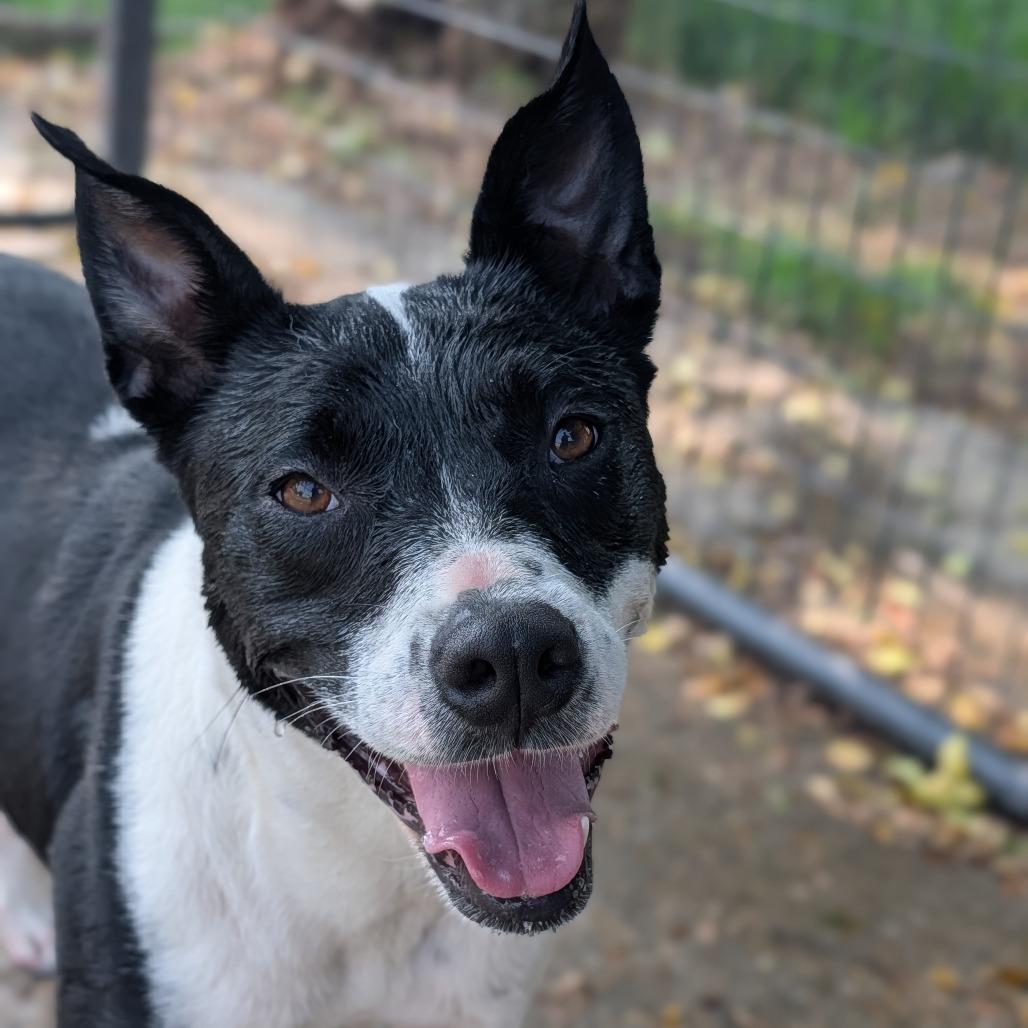 Enlarge Pepper, a Adoptable mixed breed in Tylertown, MS image 2/2
