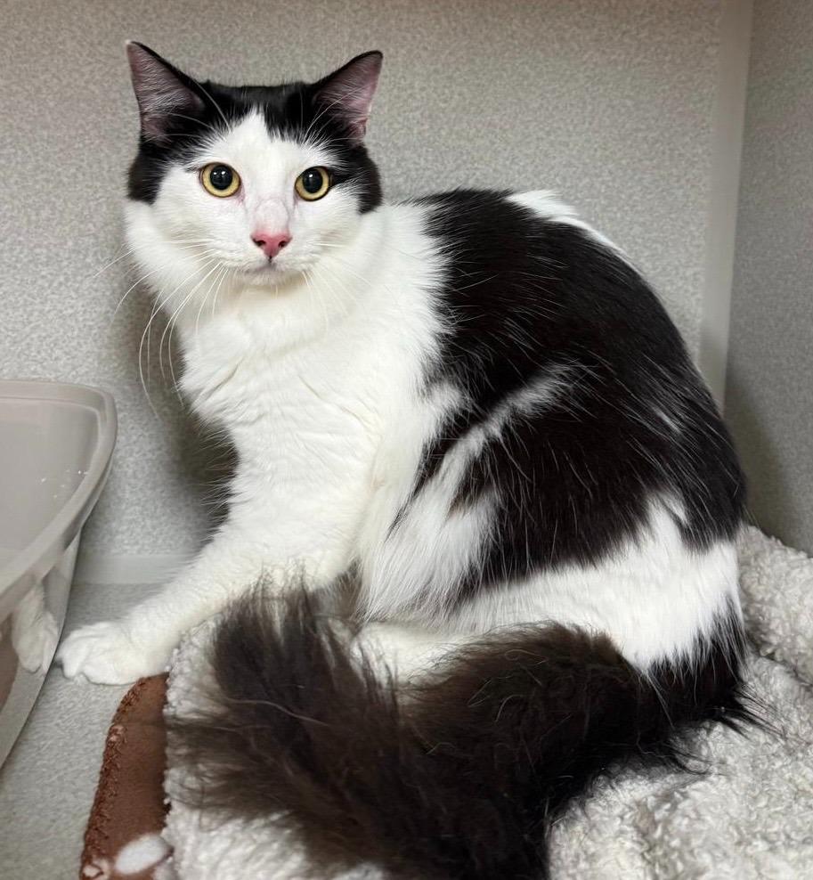 Enlarge Chloe, a Adoptable mixed breed in Midland, TX image 1/1