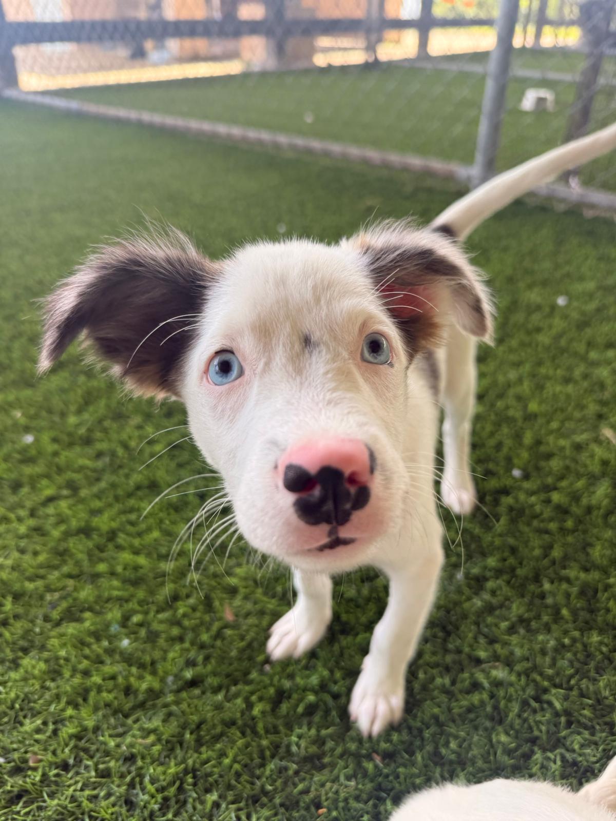 Enlarge Nigel, a ADOPTABLE Mixed Breed in Morristown, NJ image 2/3