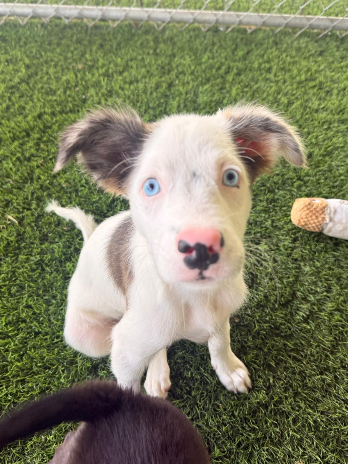 Enlarge Nigel, a ADOPTABLE Mixed Breed in Morristown, NJ image 1/3