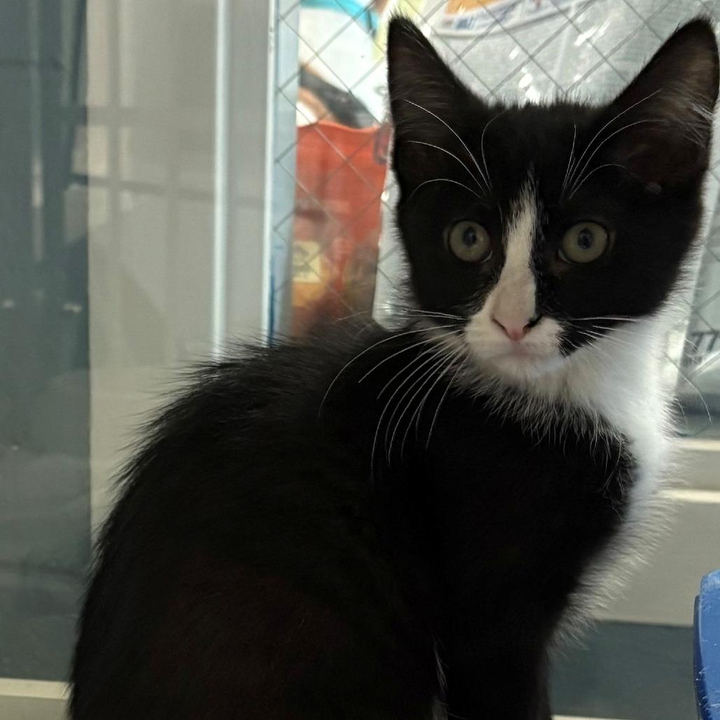 Sao Paulo, Adoptable, Kitten Male Domestic Short Hair.