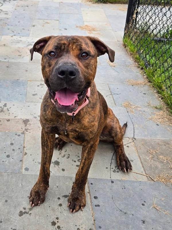 Enlarge Snack Wrap, a Adoptable mixed breed in Millersville, MD image 1/1