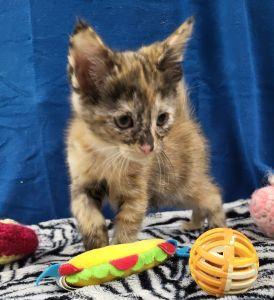 Ladybug, an adopted Domestic Short Hair in Bucyrus, OH image 3/3