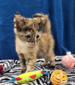 Ladybug, an adopted Domestic Short Hair in Bucyrus, OH image 2/3