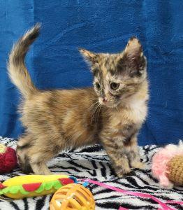 Ladybug, an adopted Domestic Short Hair in Bucyrus, OH image 1/3