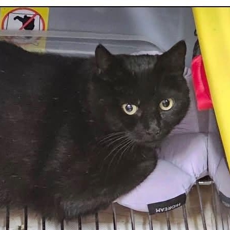 Enlarge Millie, a ADOPTABLE Domestic Short Hair in Glendale, NY image 1/1