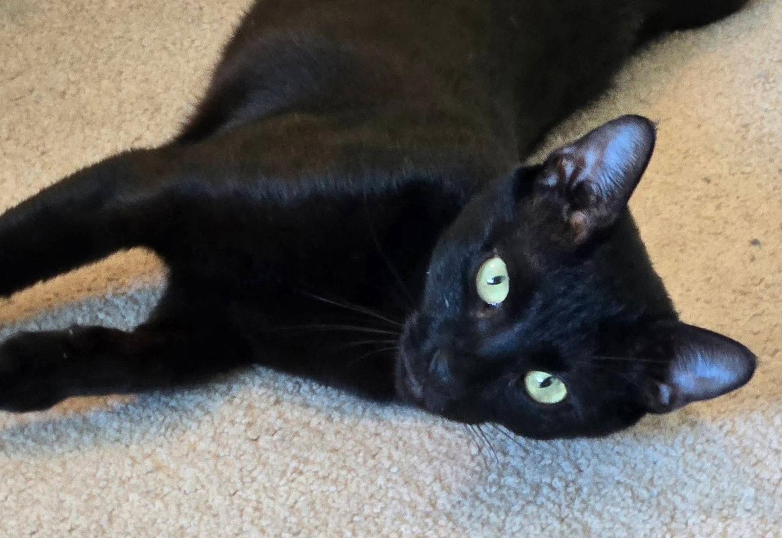 Enlarge Isabelle, a Adoptable Domestic Short Hair in Boynton Beach, FL image 1/3