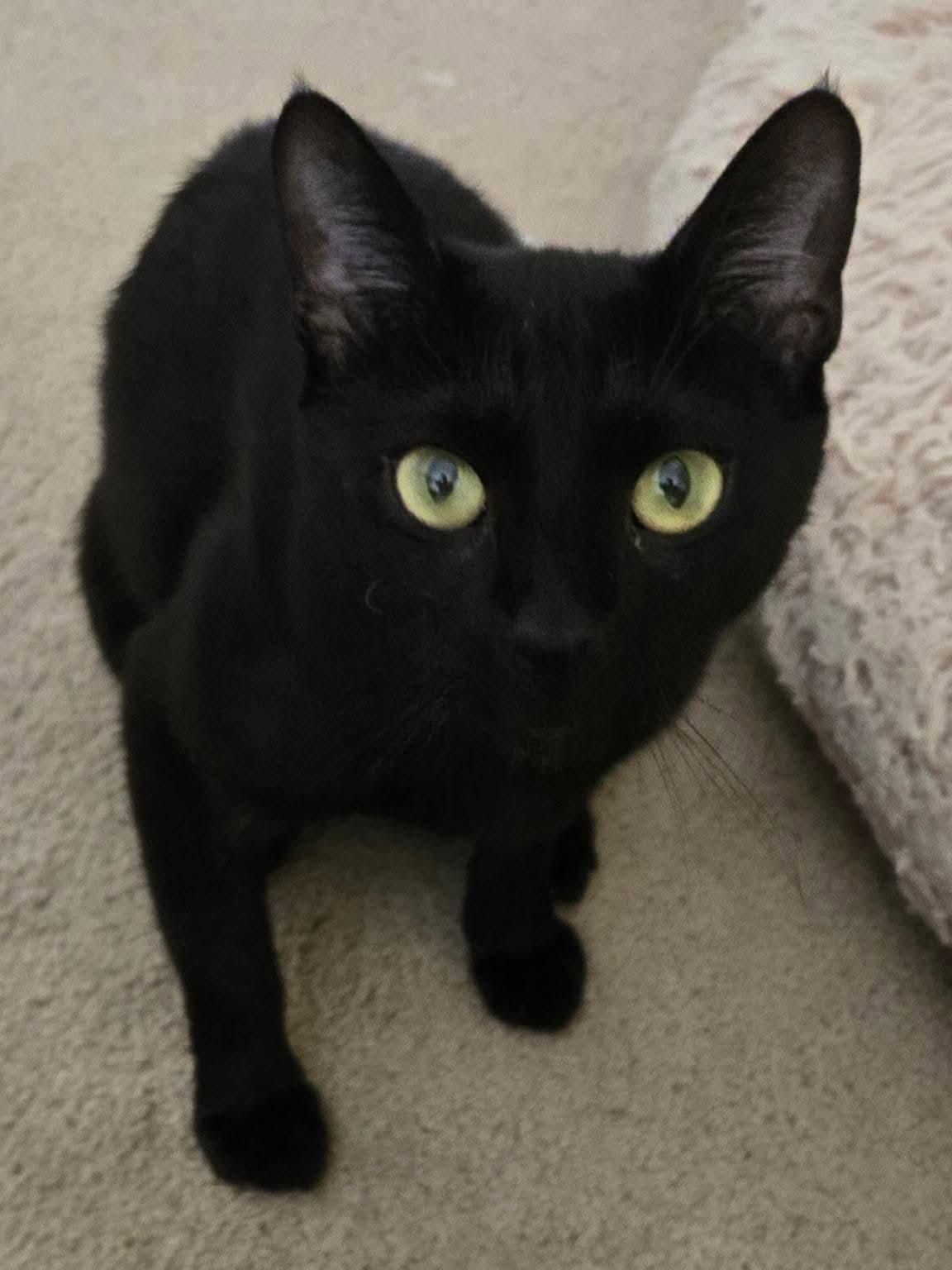 Enlarge Isabelle, a Adoptable Domestic Short Hair in Boynton Beach, FL image 2/3