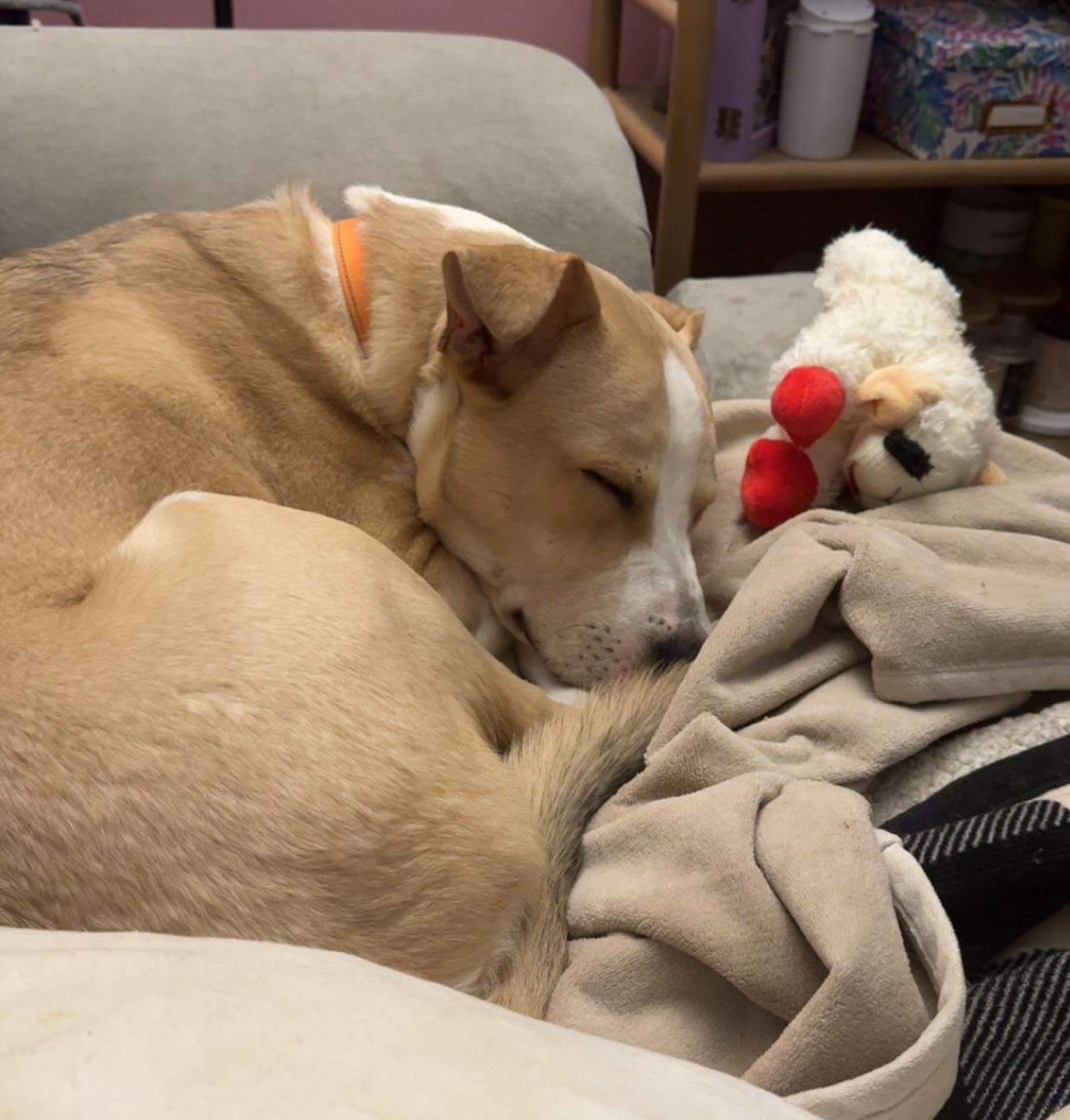 Lalo — thumbnail 3