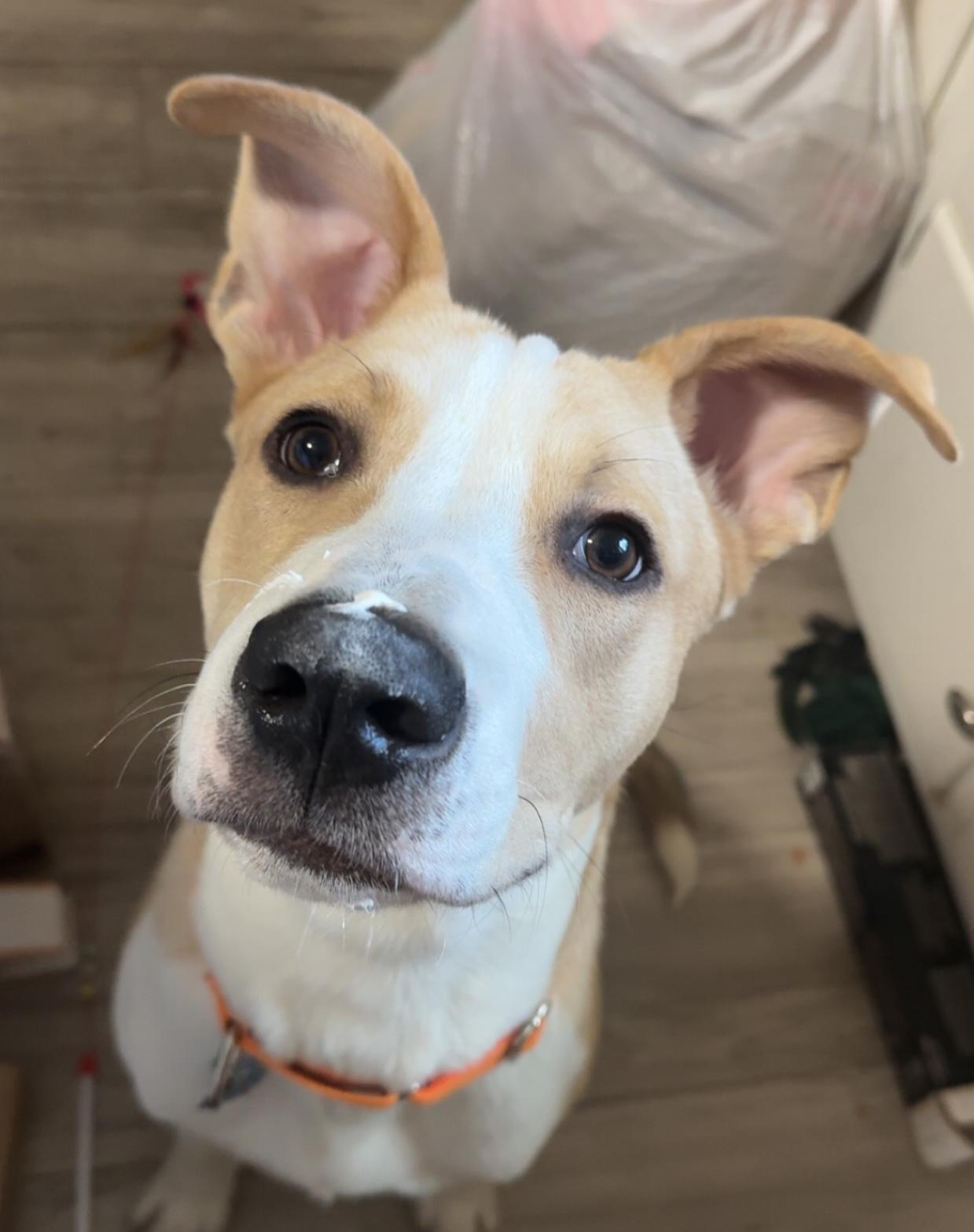 Lalo — thumbnail 5