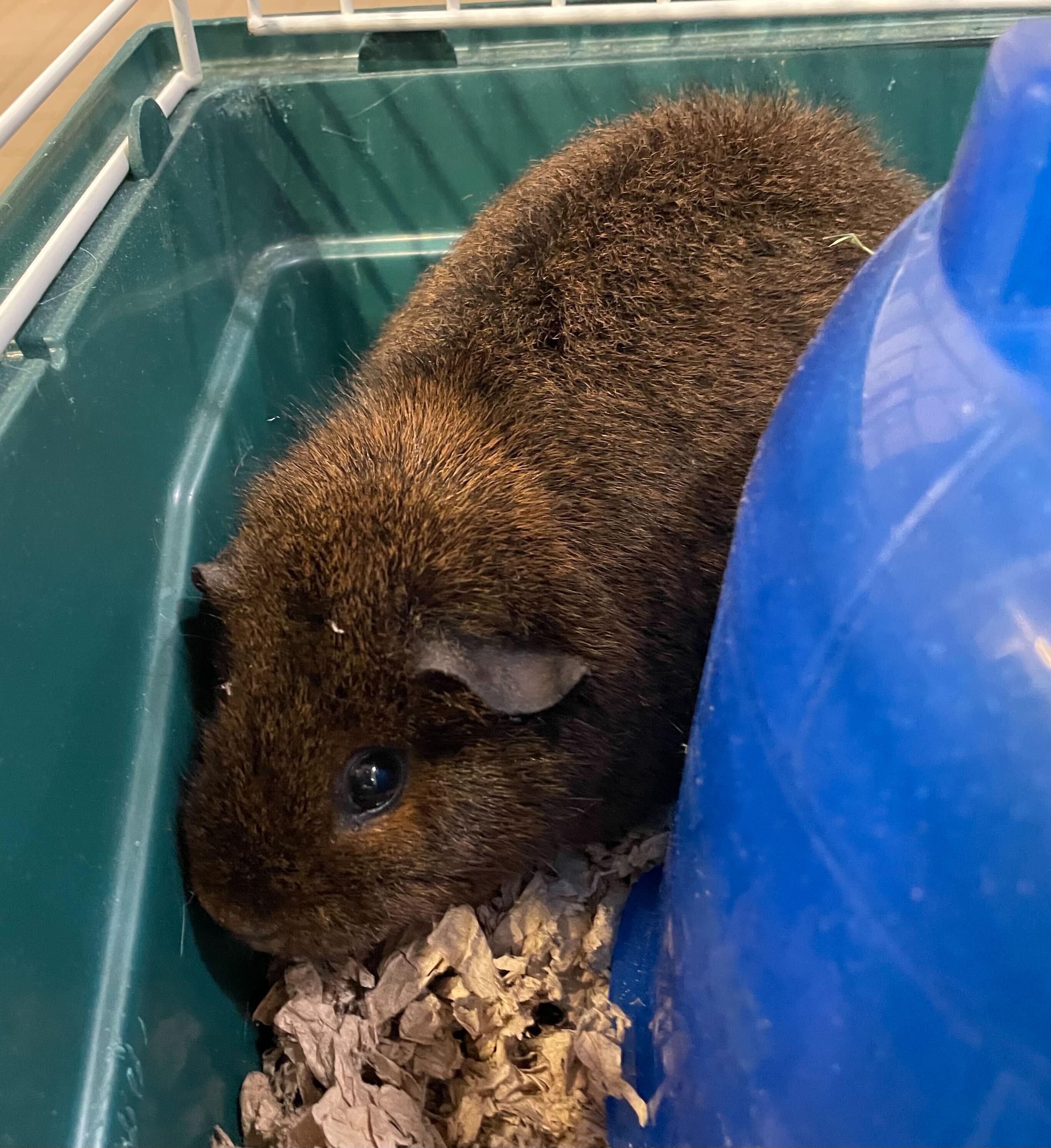 Enlarge Elphaba, a ADOPTABLE Guinea Pig in Jackson, MI image 3/3