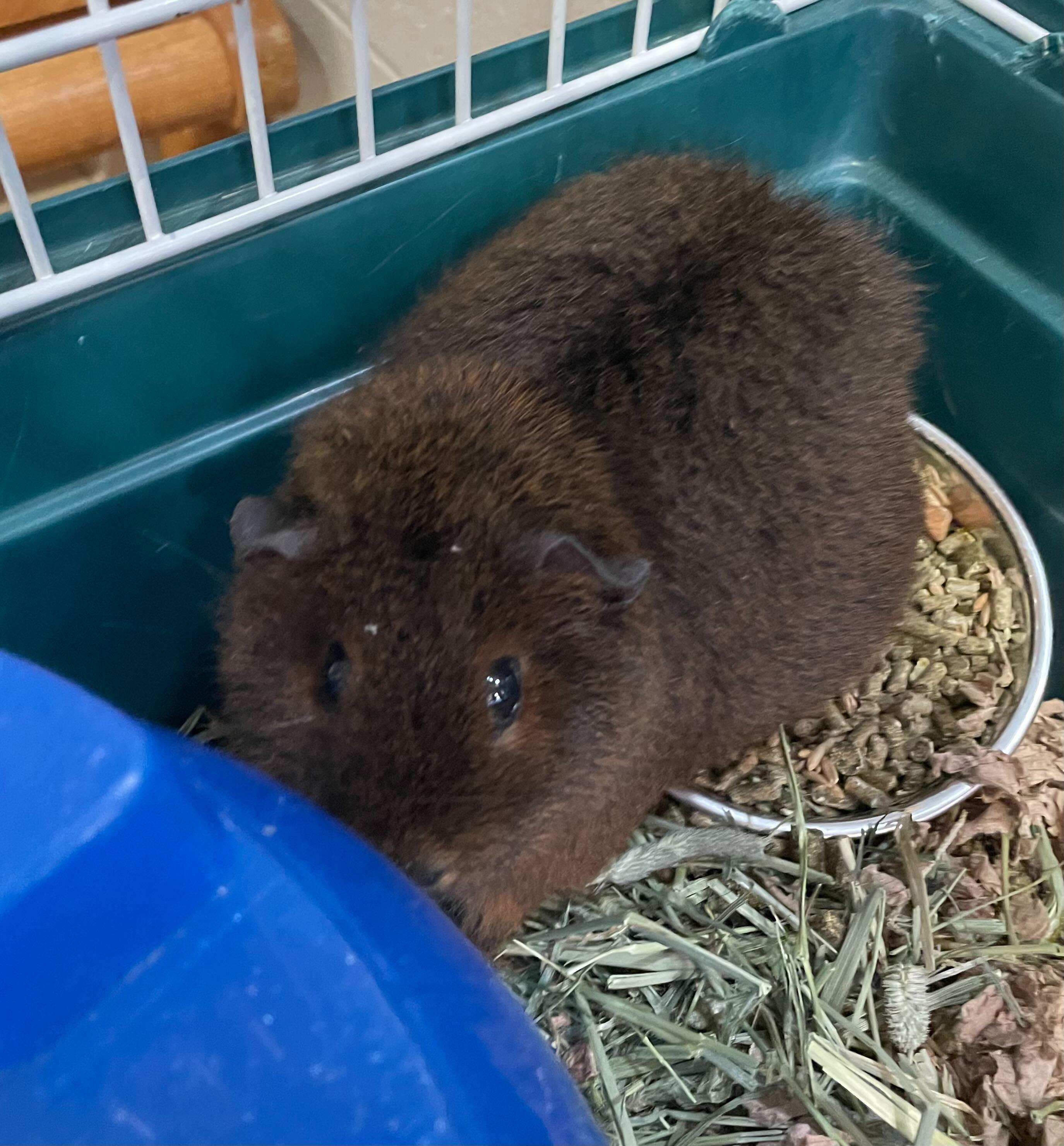 Enlarge Elphaba, a ADOPTABLE Guinea Pig in Jackson, MI image 2/3
