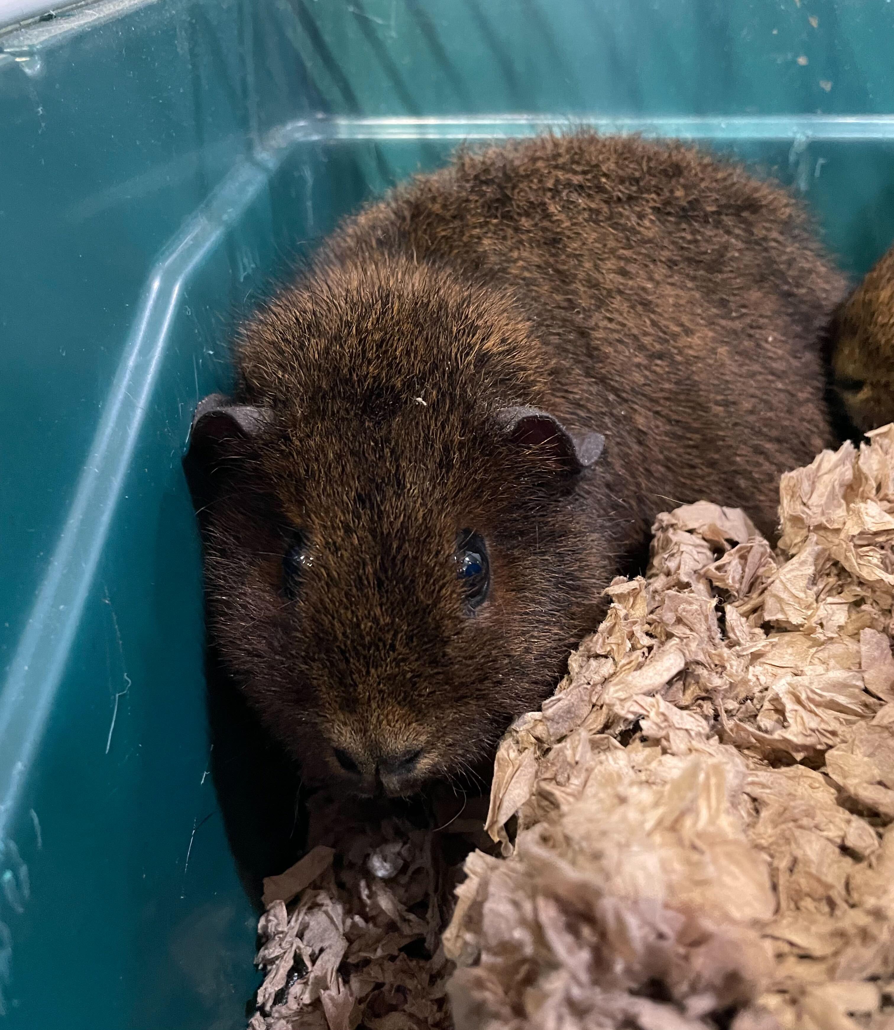 Enlarge Elphaba, a ADOPTABLE Guinea Pig in Jackson, MI image 1/3