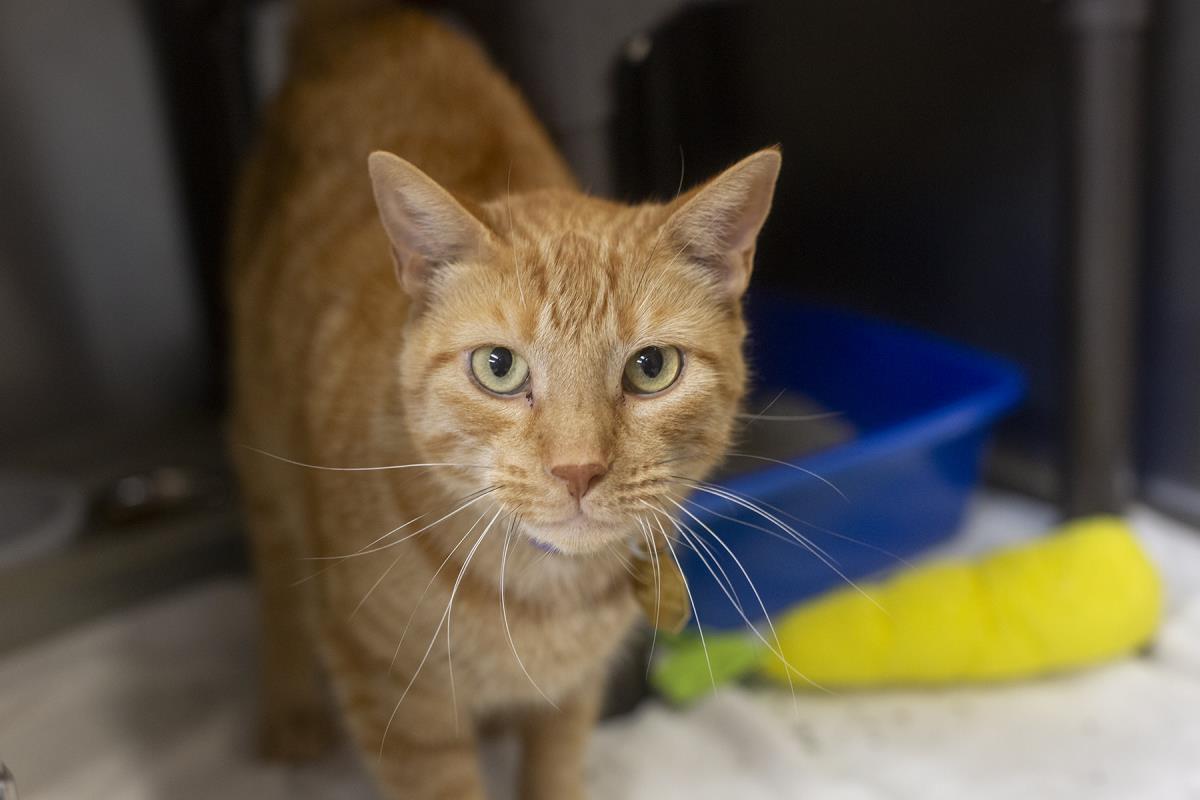 Gabriella (Ginger), Adoptable, Adult Female Domestic Short Hair & Tabby.
