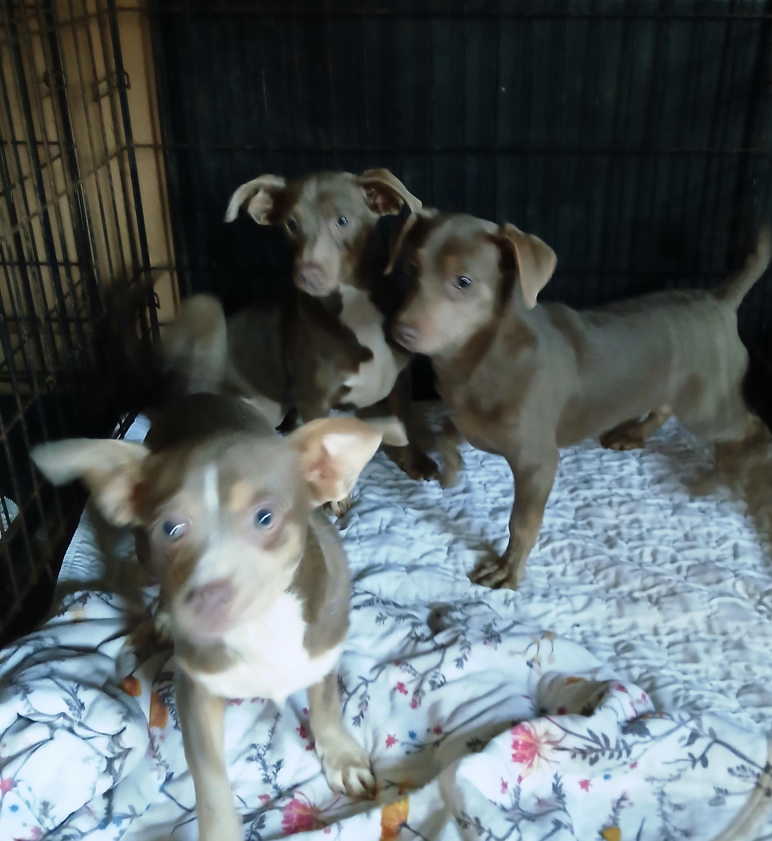 pansy, polly, petunia, ADOPTABLE, Young Female Chihuahua.