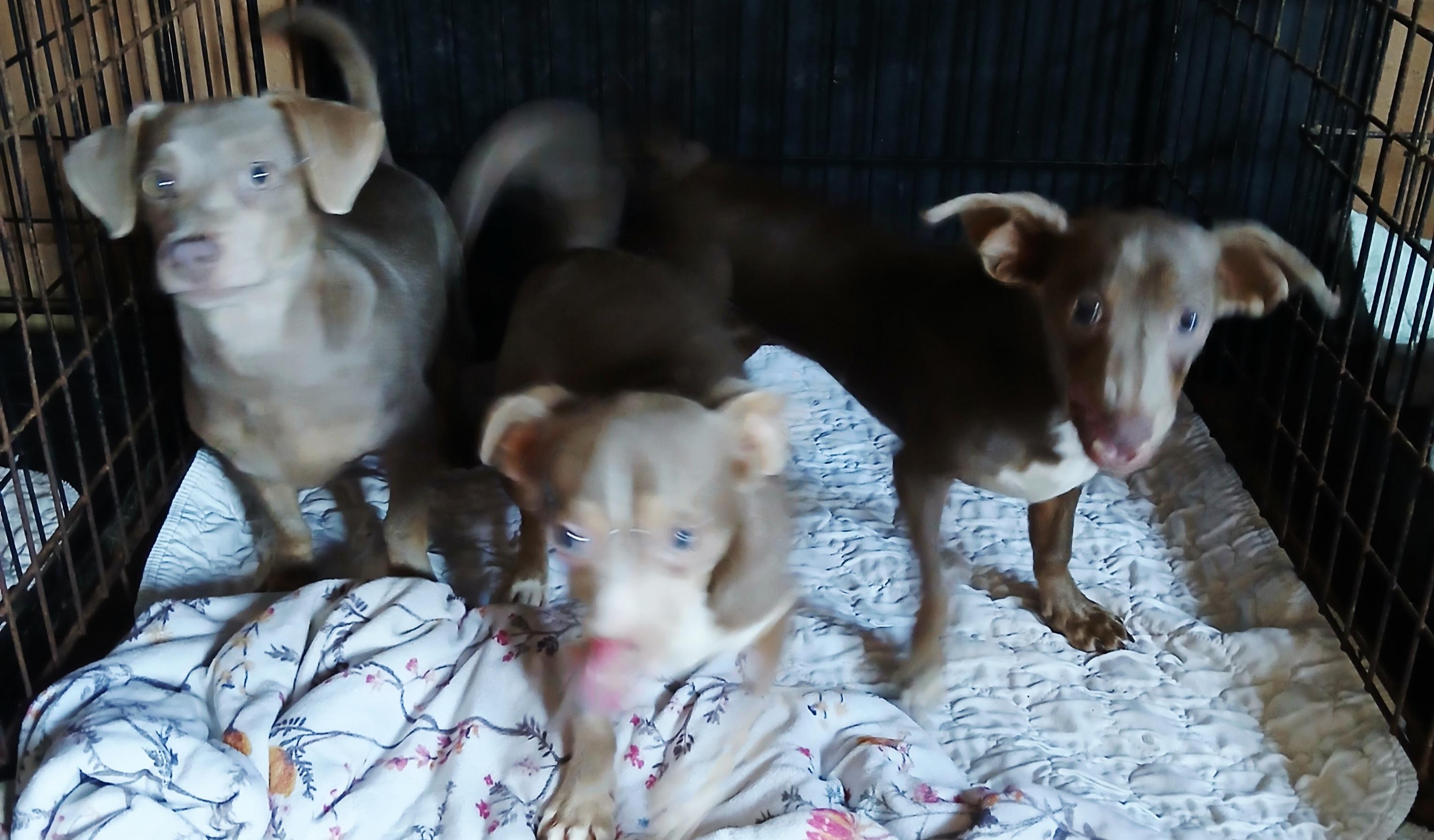 pansy, polly, petunia, a ADOPTABLE Chihuahua in Hillsboro, MO image 2/2