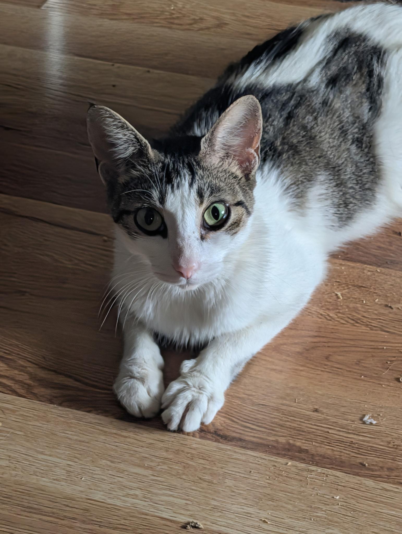 Enlarge Fontina, a Adoptable Domestic Short Hair in Pittsburgh, PA image 2/3
