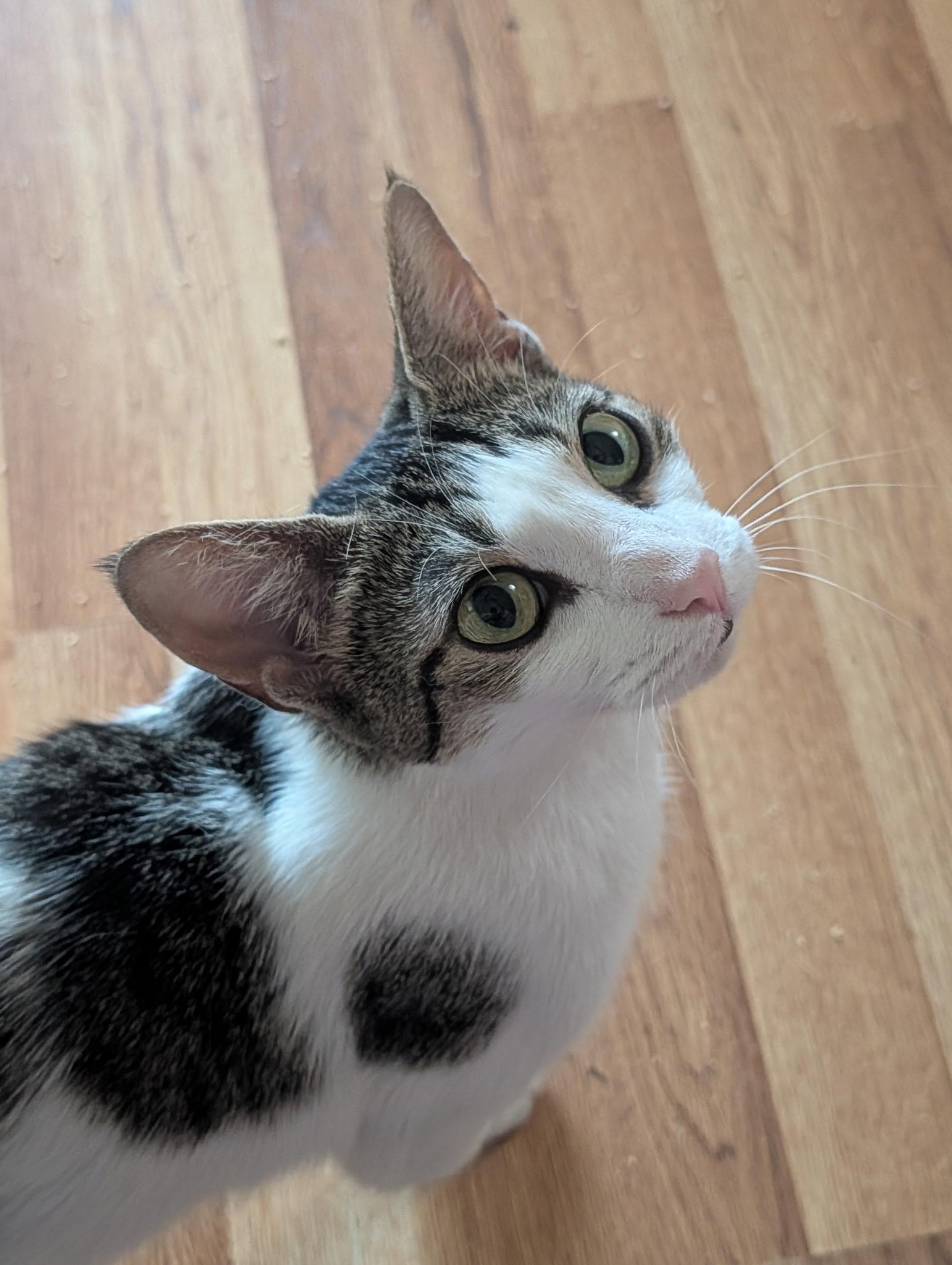 Fontina, Adoptable, Young Female Domestic Short Hair.