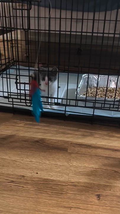 Enlarge Fontina, a Adoptable Domestic Short Hair in Pittsburgh, PA video 3/3