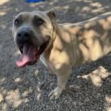 Maximus, adoptable, Adult Male American Bully.