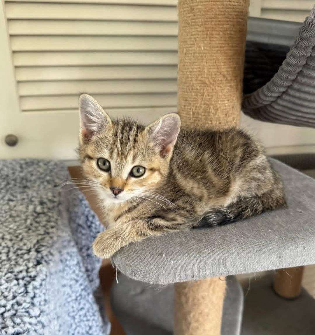 Parker, Adoptable, Young Male Domestic Short Hair.