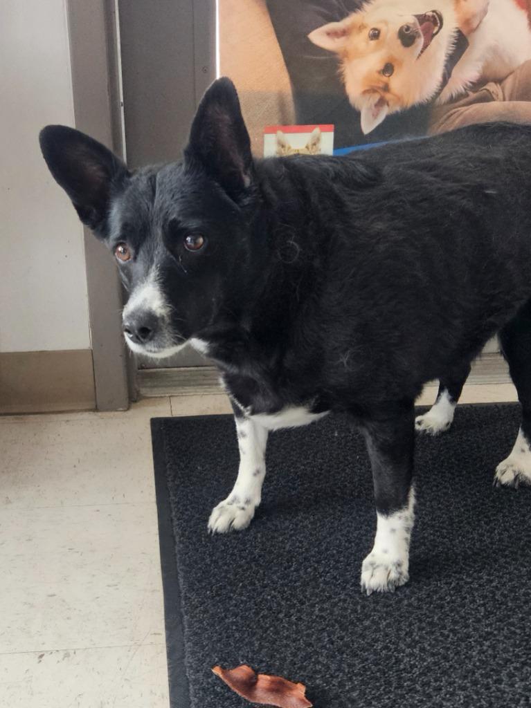 Piper, Adoptable, Adult Female Corgi & Mixed Breed.