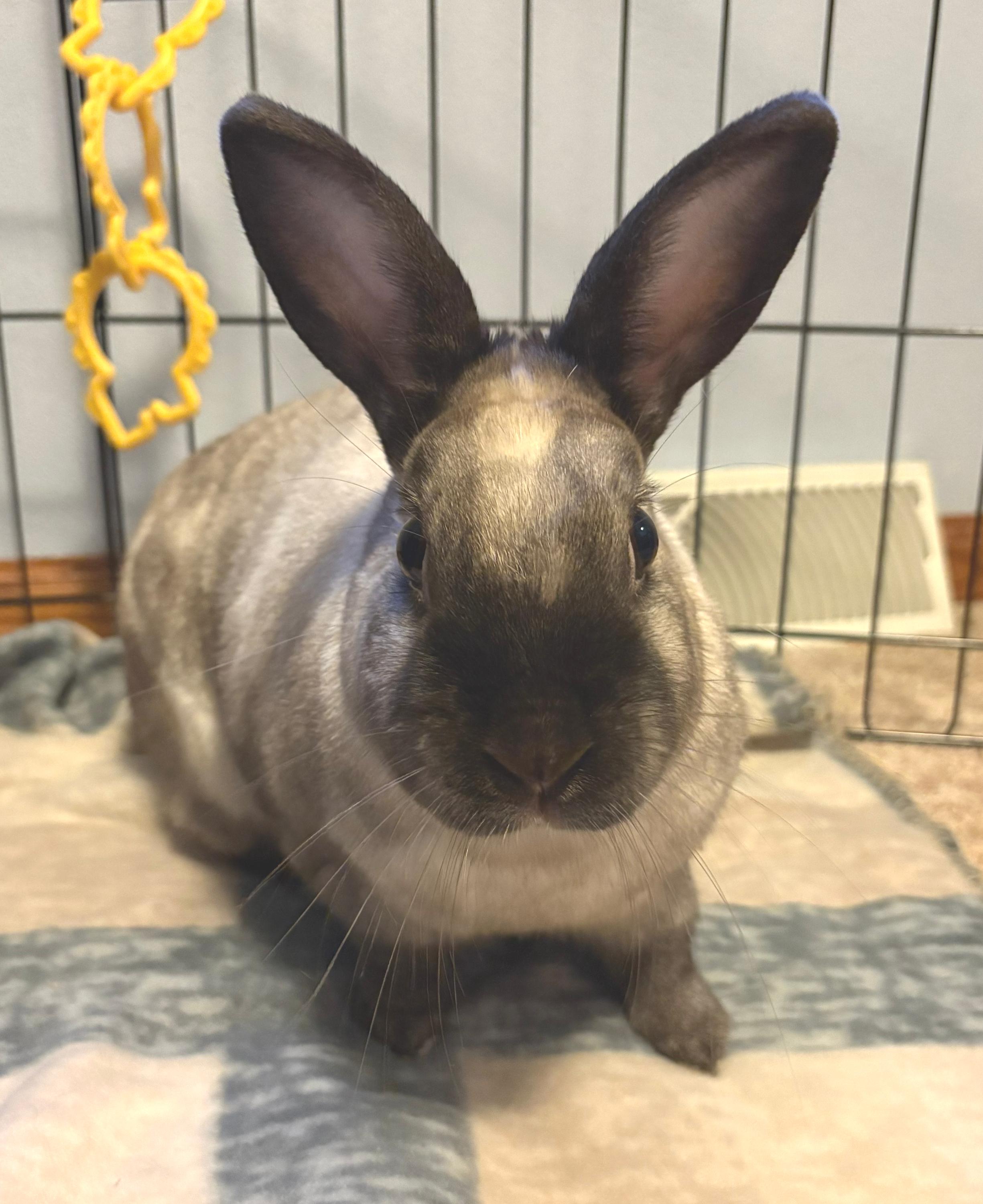 Enlarge Marty, a ADOPTABLE American in Oshkosh, WI image 5/6