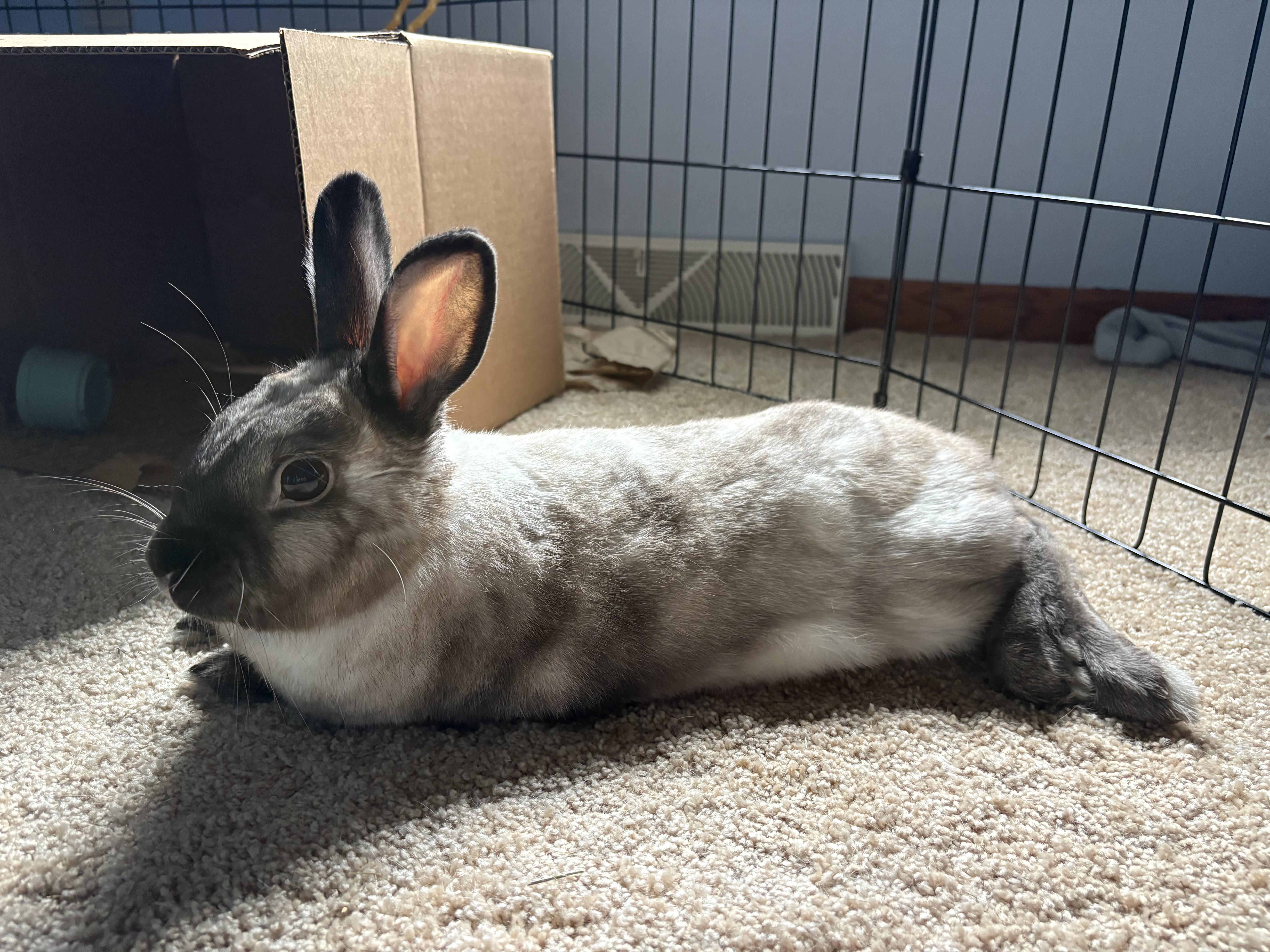 Enlarge Marty, an adopted American in Oshkosh, WI image 2/6