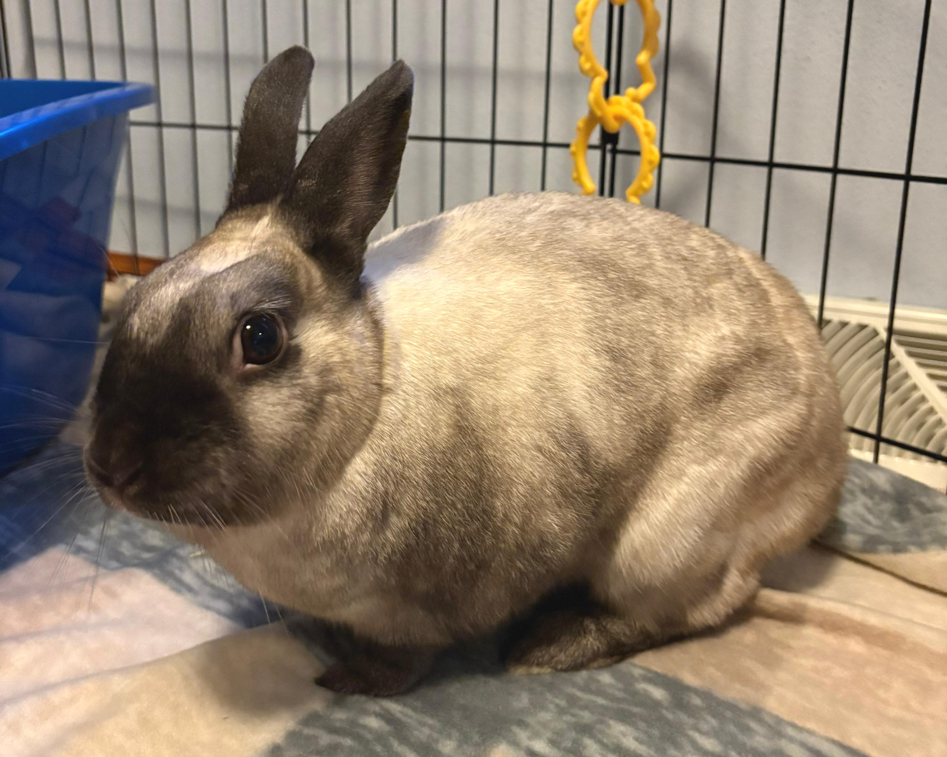 Enlarge Marty, a ADOPTABLE American in Oshkosh, WI image 4/6