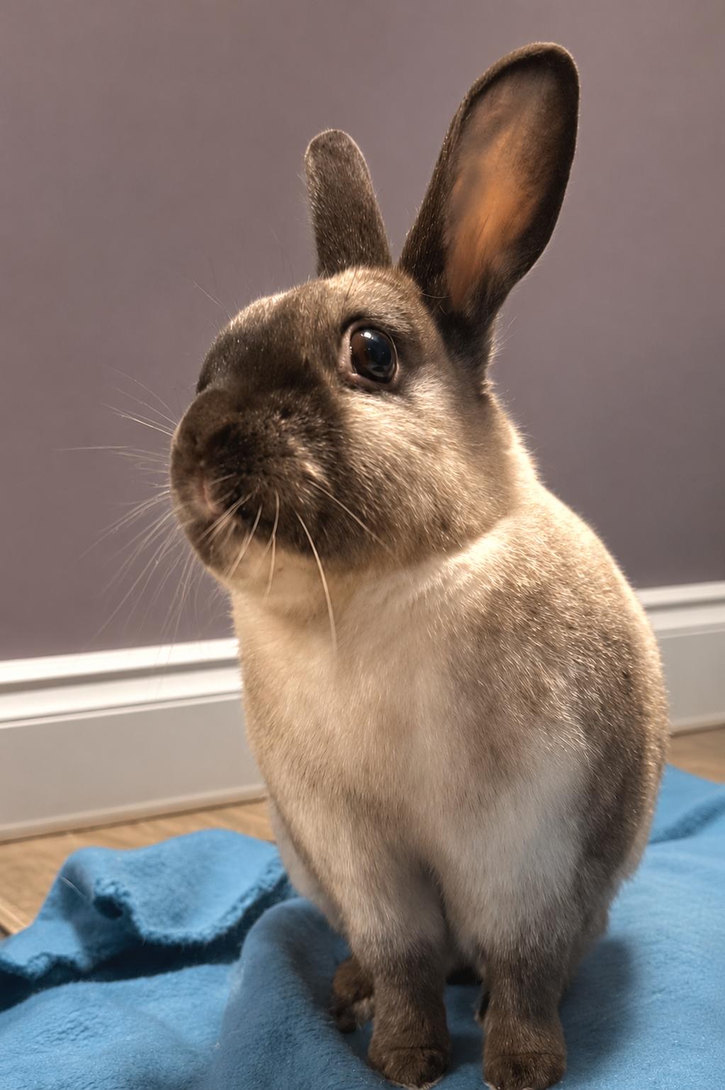 Enlarge Marty, a ADOPTABLE American in Oshkosh, WI image 3/6