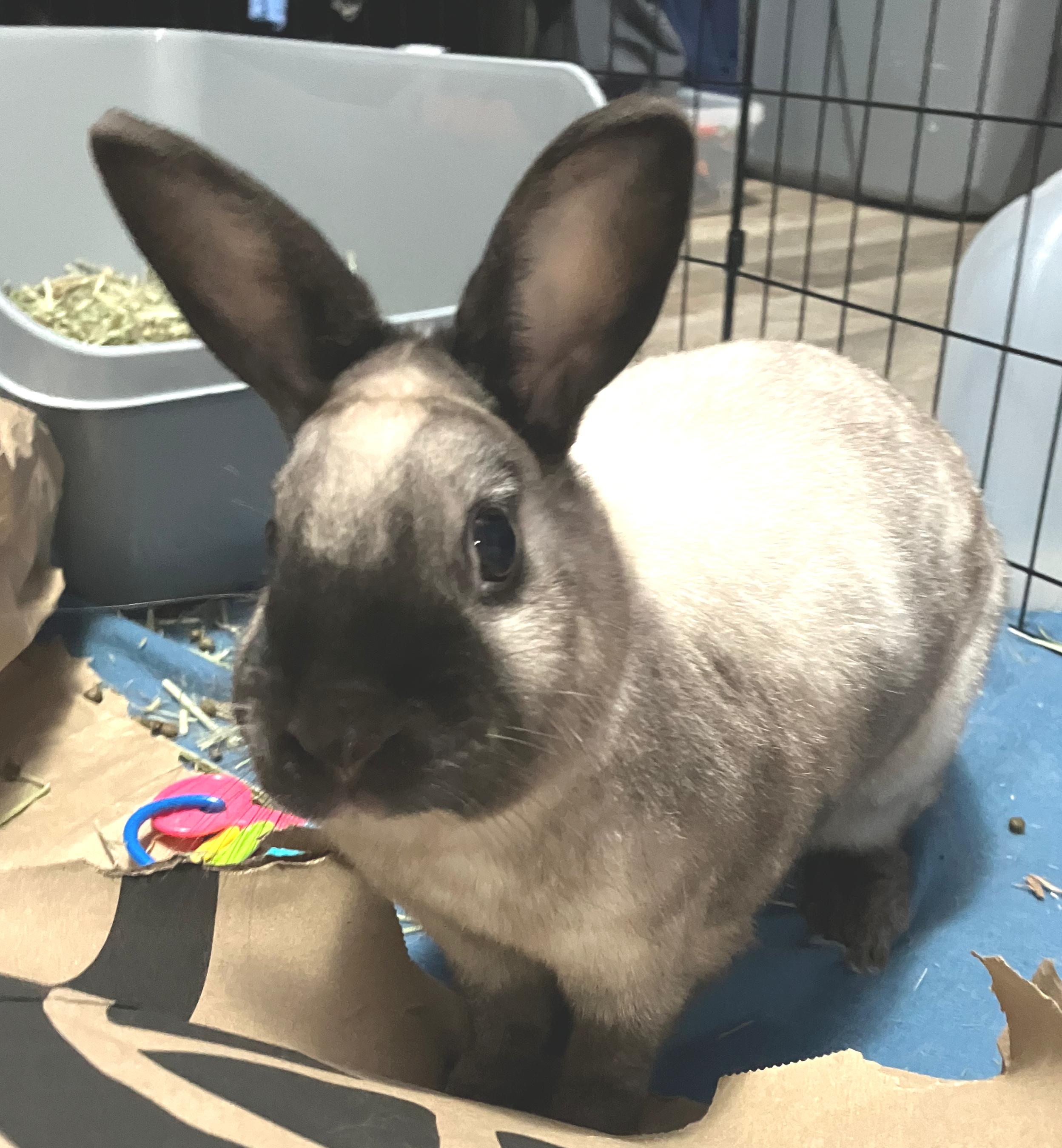 Marty, adopted, Adult Male American.