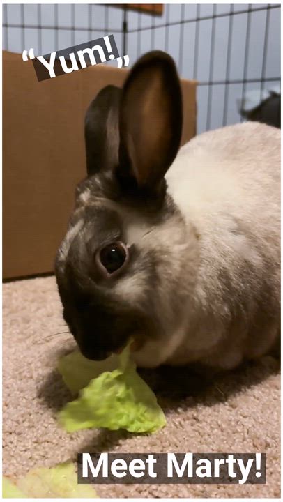 Enlarge Marty, a ADOPTABLE American in Oshkosh, WI video 6/6