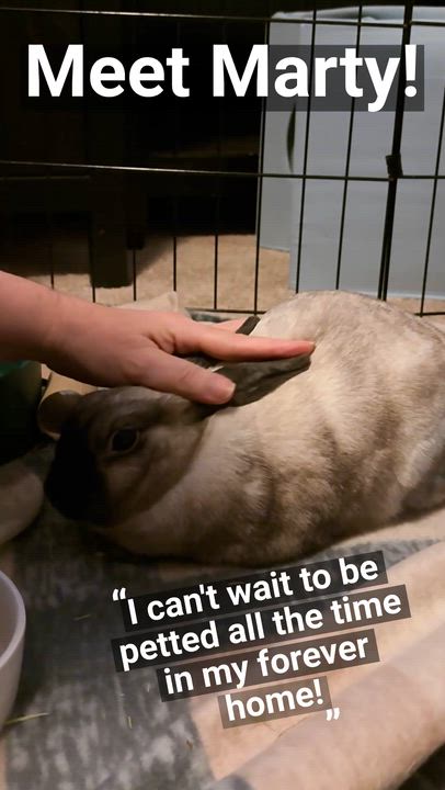 Enlarge Marty, an adopted American in Oshkosh, WI video 6/6