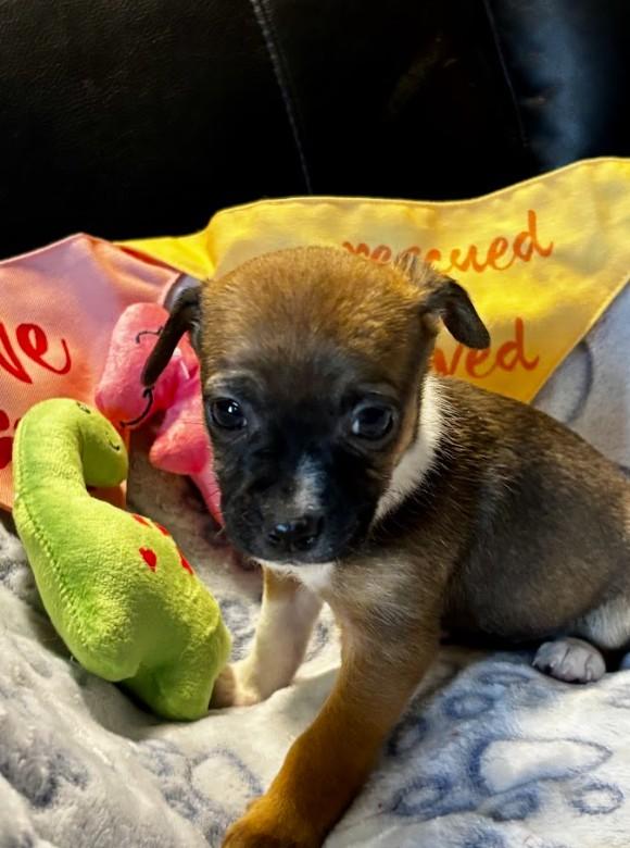 Enlarge Pecan, an adopted mixed breed in Joppa, AL image 1/2