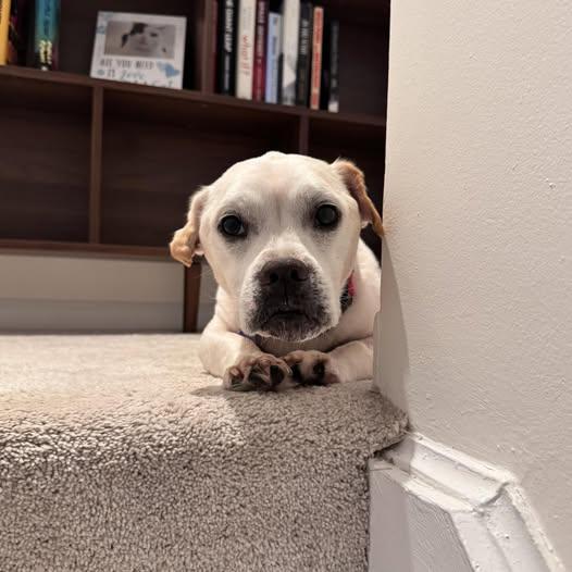 Enlarge Goober, an adopted Mixed Breed in Rockville, MD image 1/6