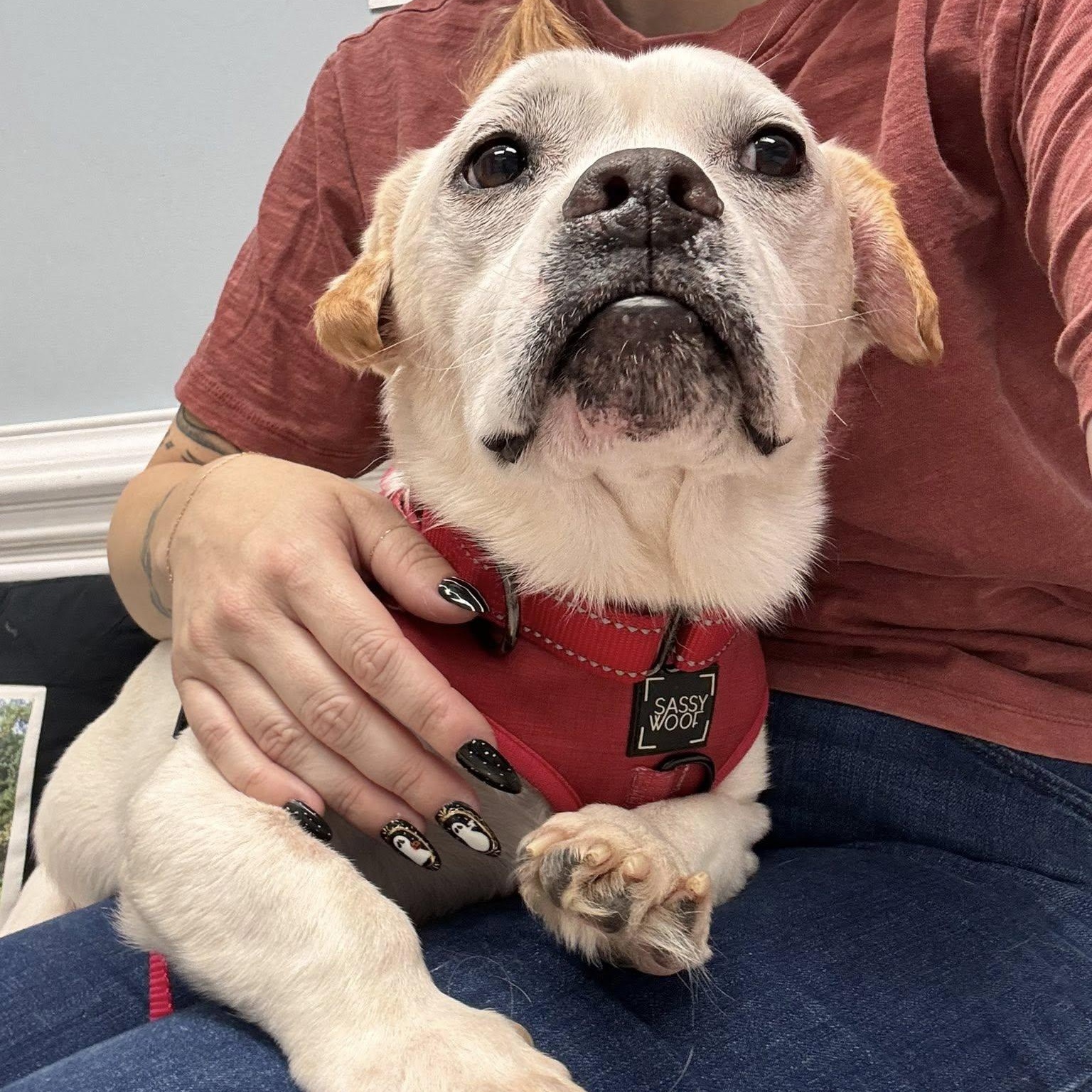 Enlarge Goober, an adopted Mixed Breed in Rockville, MD image 4/6