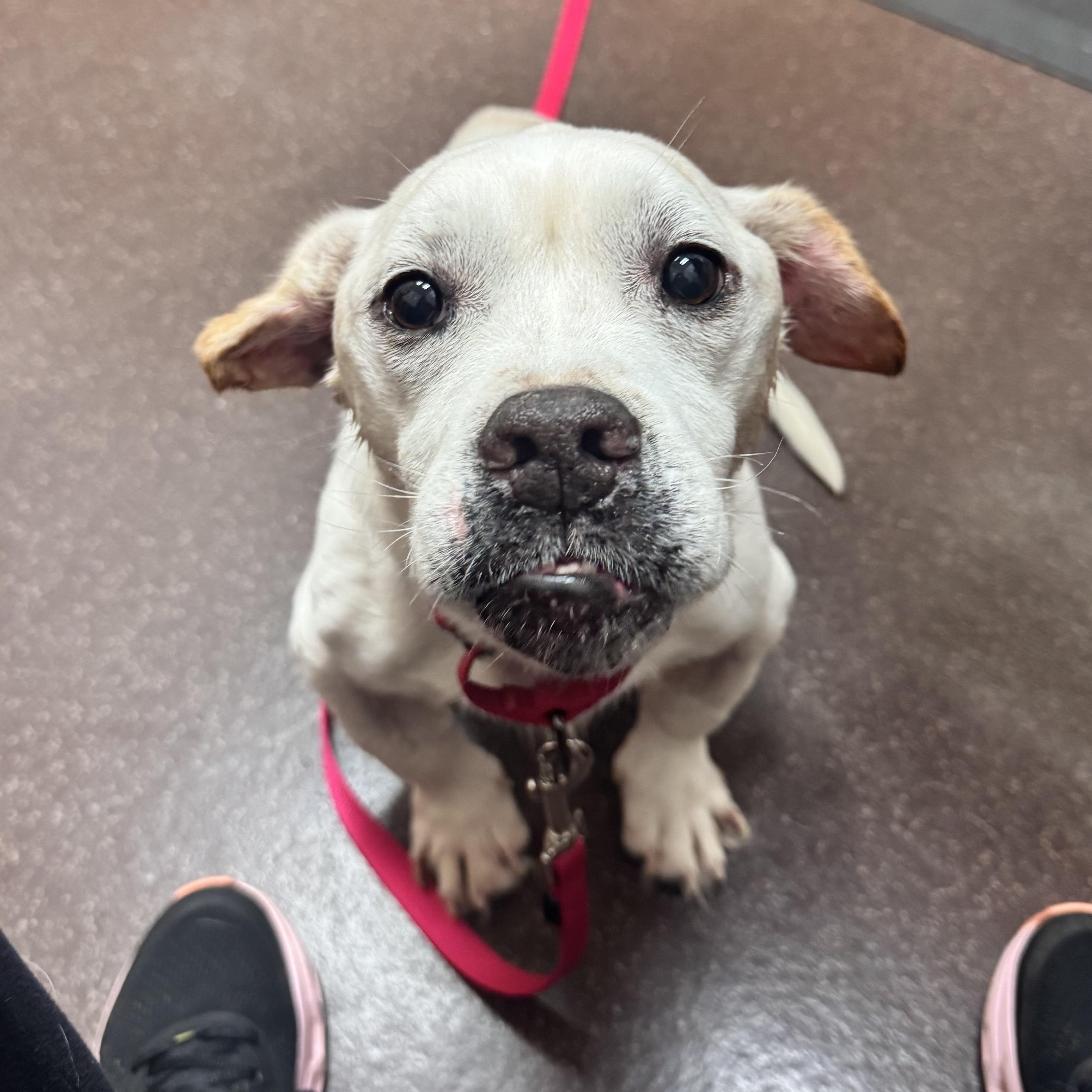 Enlarge Goober, an adopted Mixed Breed in Rockville, MD image 5/6