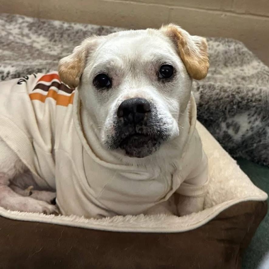 Enlarge Goober, an adopted Mixed Breed in Rockville, MD image 2/6