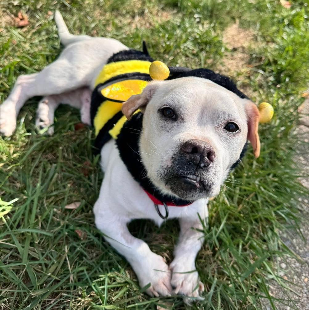 Enlarge Goober, an adopted Mixed Breed in Rockville, MD image 3/6