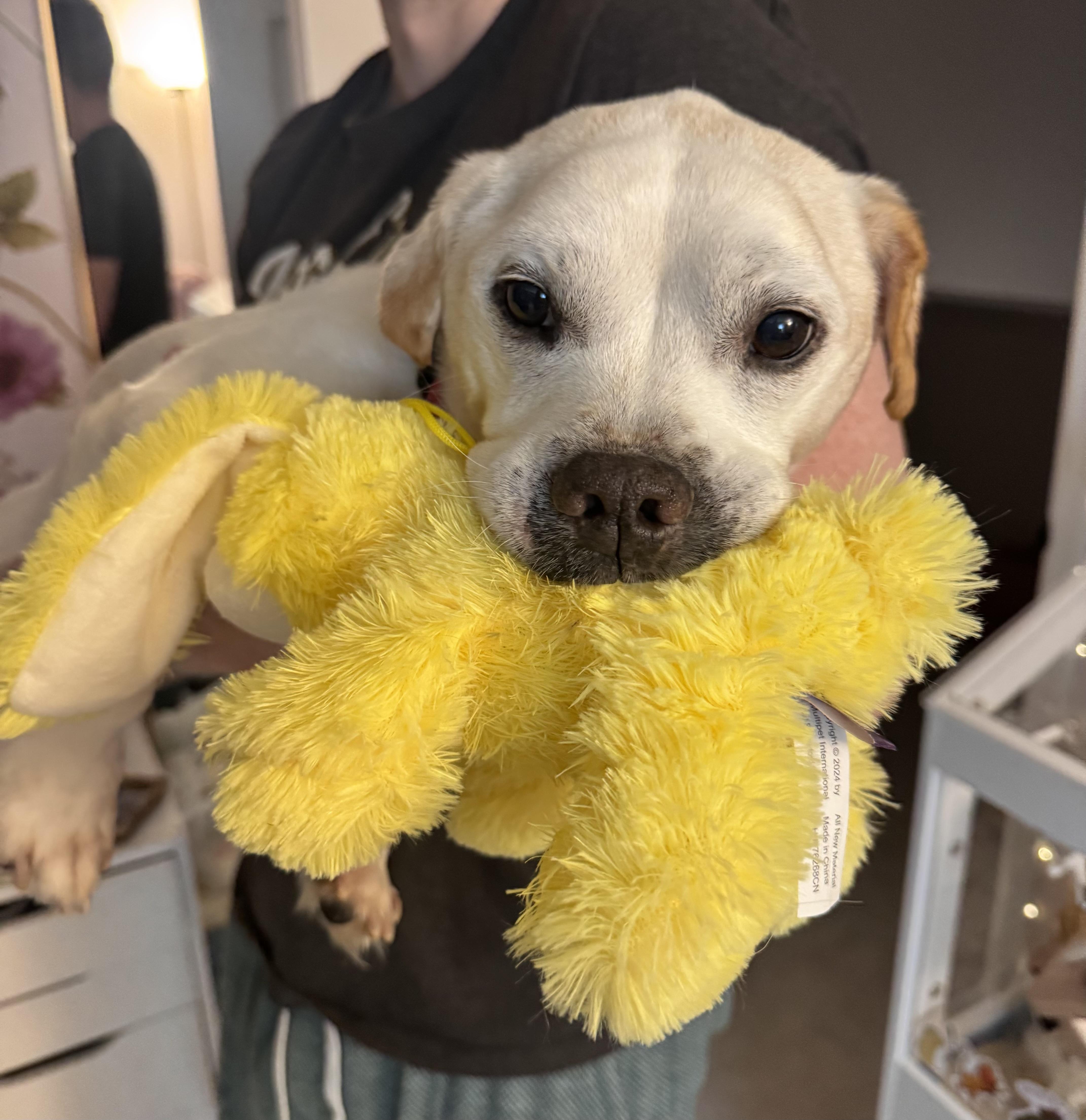 Enlarge Goober, an adopted Mixed Breed in Rockville, MD image 6/6