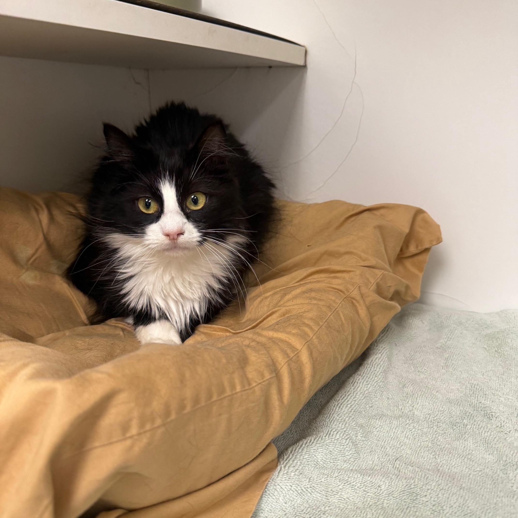 Enlarge Piglet, an adopted Domestic Medium Hair in Bloomfield, CT image 1/3