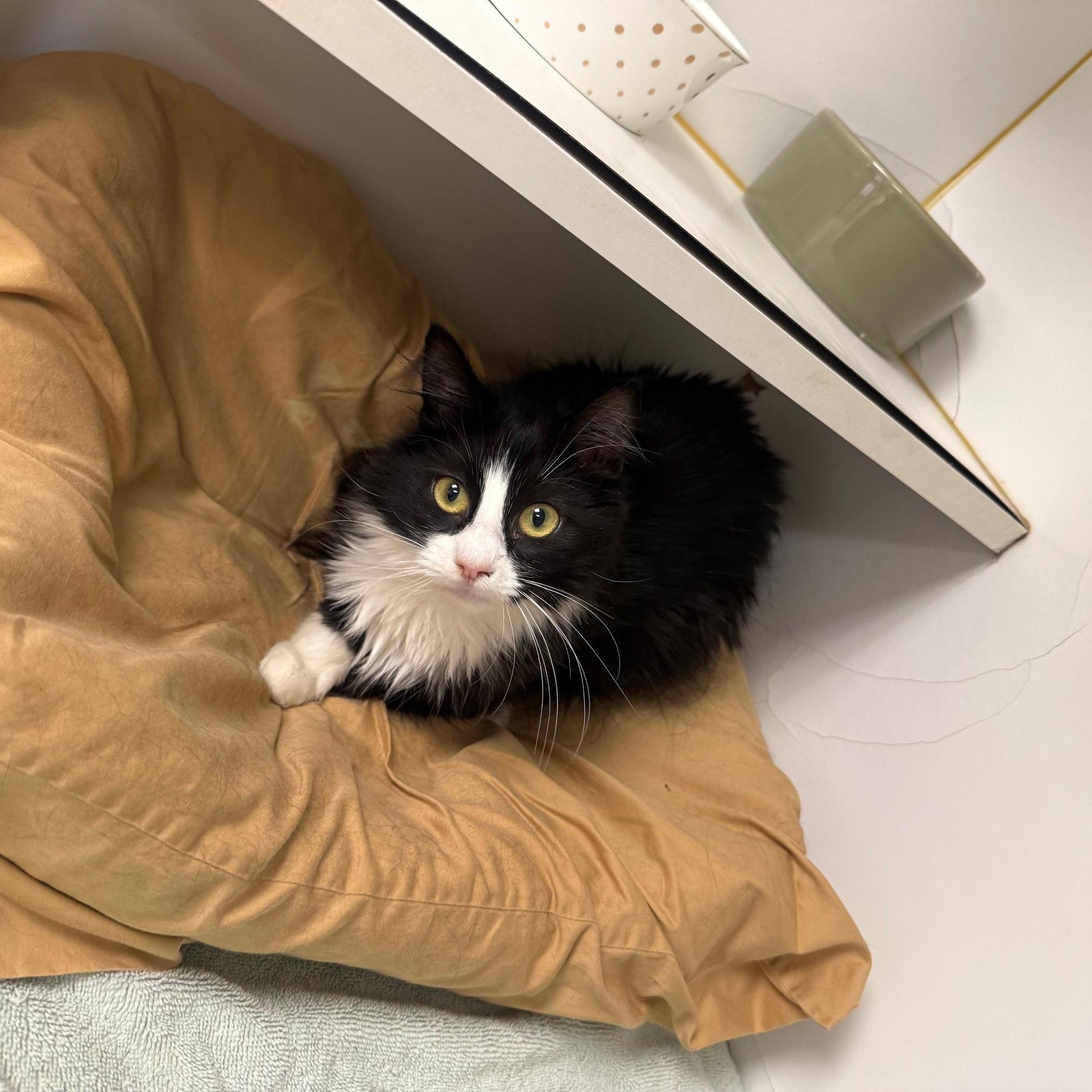 Enlarge Piglet, an adopted Domestic Medium Hair in Bloomfield, CT image 3/3
