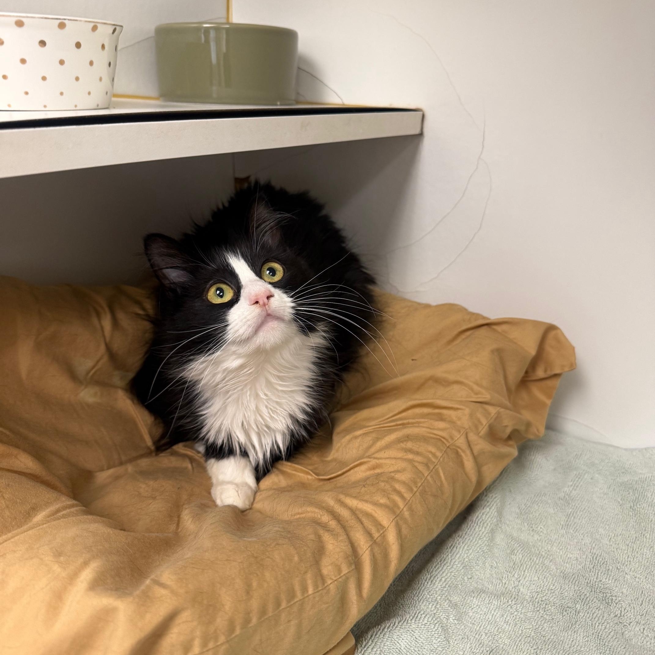 Enlarge Piglet, an adopted Domestic Medium Hair in Bloomfield, CT image 2/3